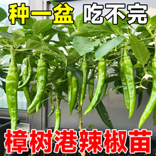 正宗樟树港辣椒苗秧苗湖南辣椒种籽子四季朝天椒辣椒种孑盆栽大全