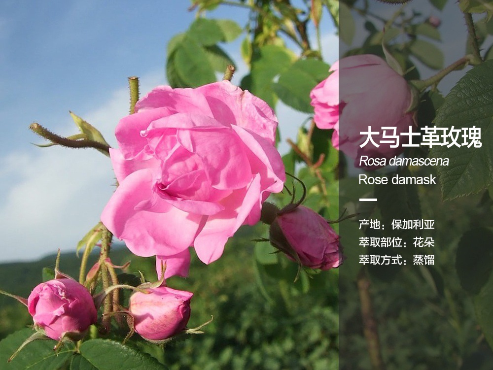 大马士革玫瑰_看图王