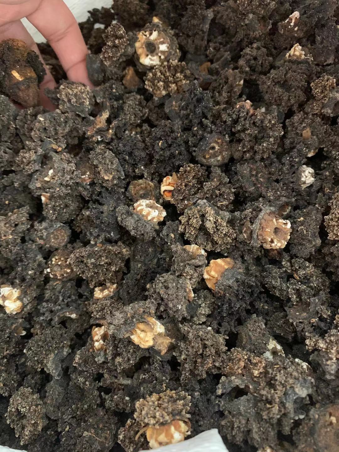 海参花 海参头500g淡干 海参嘴 海参卵干货 酒店水发凉拌代发批发|ms