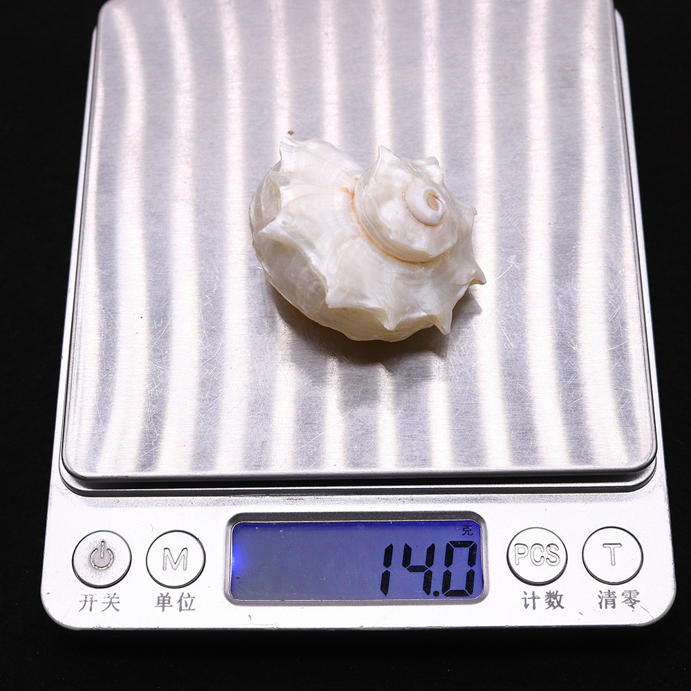 Shell Pattern 1 Piece 25-40mm Shell Shell Faceted Jewelry Accessories Beads
