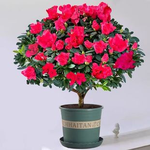 ���N�����ԡ��ļ��_�����������̨�k���Һ��B�Ϙ������ͺ���ĳȩ