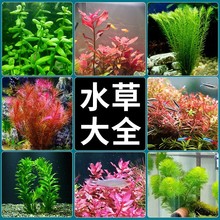 鱼缸水草活造景绿菊阴性蜈蚣水草后景中景新手水草批发水下叶大全