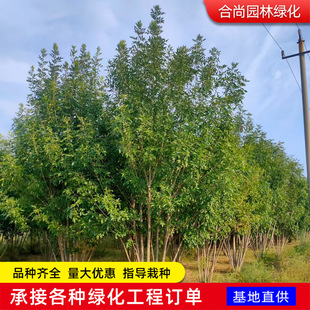 ������Ϟ���� ��ľ�Nֲ���� ���~��Ϟ�е��䅲�����D�������l