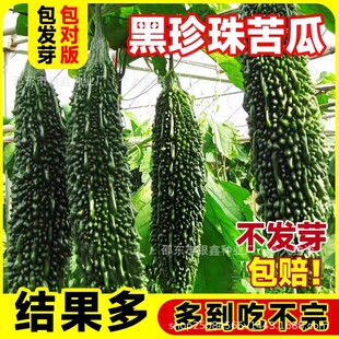 �������ϷN���;G��ϷN�Ѱ׿�ϷN��ԭ�b�ļ��߲˷N�Ӵ�ȫ���l