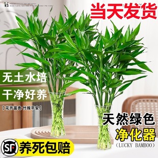 ���F��ˮ��ֲ���҃�������ؔ���ܾGֲ�͏d�^���񎧸��D�\��lؔ��