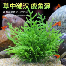 ¹���ő���ˮֲ��o���ͻ��͵͜�̦�\�~�����Bƿ���ܸ��쾰��