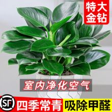 ��荾G�������Ԏ������G�j�}ˮ��ֲ���k���҃Ȼ��ܾGֲ�ļ������l