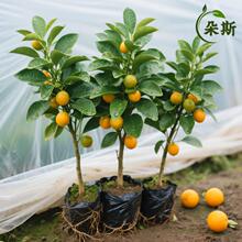 ��ۘ����Կ͏d��ʳ�ô�Ƥ��ۘ��ļ��Y�������^��Շ��И���Gֲ