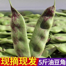 东北新鲜油豆角一点红油豆角现摘产大全小油豆5斤