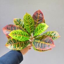 ����Gֲ׃ɫľ��֧��ľ�߲ʞ�����΢���^�쾰��ֲ��ز����ԾG�~