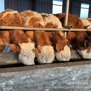 �Bţ�������T����ţ�� ���l���T����Сţ�� ��ţ�Bֳ��