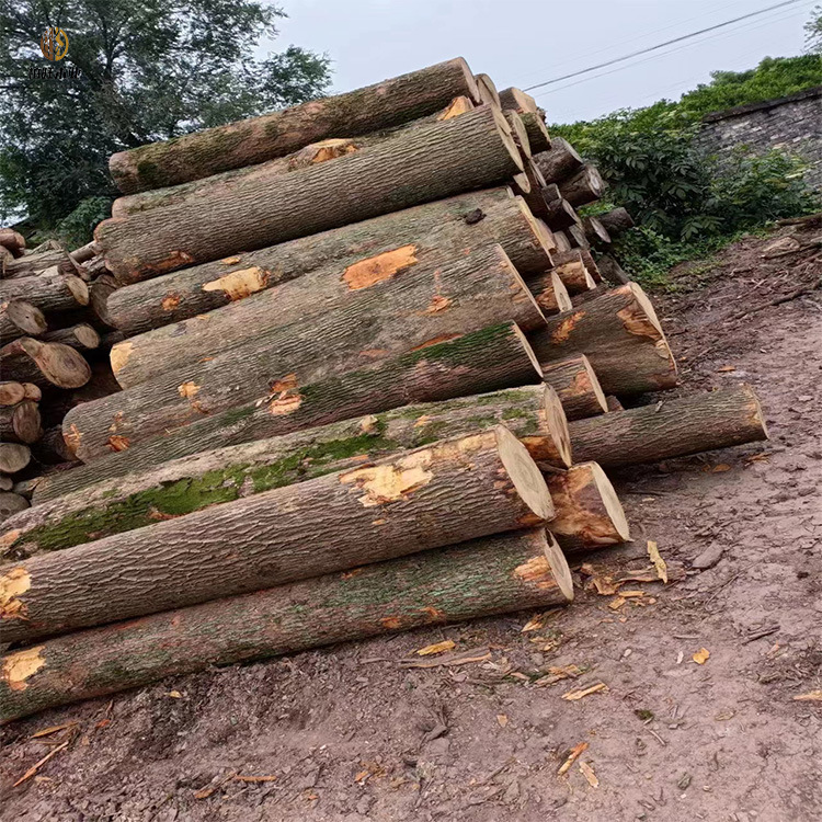 湖南直销樟木家具板材烘干国产樟树樟木板圆木木雕刻香实木原木