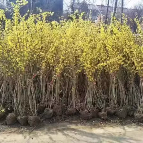 Поставка весеннего цветения