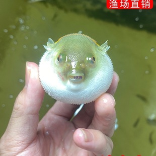 ���ߺ����^�p�~�䵭ˮ��ˮͧ���ﹷ�^С�~���ͻ���B�ɿ��������~