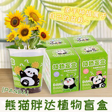 儿童礼物绿植小盆栽幼儿园diy种植创意植物盲盒发芽生长迷你盆栽