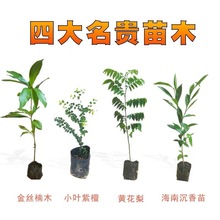 正宗金丝楠木树苗沉香树苗海南黄花梨树苗香樟小叶紫檀树苗罗汉松