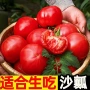 四川产地露天直发西红柿