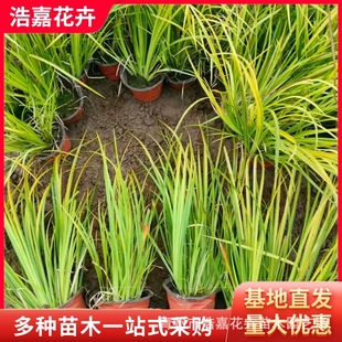 Golden Leaf Calamus Nutritional Seedlings, Aquatic Plants Ornamental Grass Supply, Golden Leaf Sphagnum Wetland Green Fossil Calamus Seedlings