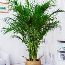 �����������辰����Ҭ�Ӹ��FҬ��ɢβ��������ֲ���Pβ����;Gֲ