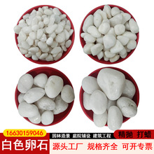 白色石子精抛天然鹅卵石铺地园林造景鱼缸花盆水培装饰石白色卵石