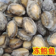 新鲜海鲜 鲜冻鲍鱼 带壳活冻鲍鱼 商用 捞汁麻辣自助餐食材批发