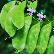 ����Gü���i����ⶹ�N�ӷN�Ѵ�ȫ�ﶹ��÷����÷���ݼܶ��˶�