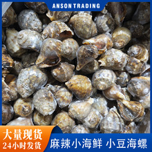 小豆海螺鲜活冷冻新鲜海鲜螺类海螺香螺小海螺零售批货家用商用