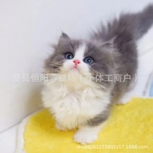 猫咪活体英国短毛猫英短蓝白猫咪幼崽蓝白拿破仑小猫咪蓝白矮脚猫