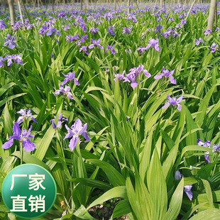 ���l�������޸������m���Sβ���N�Ӻ����m�����m��������͝�