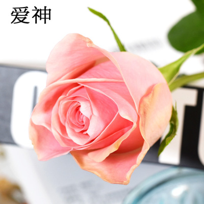 [Venus Rose AB level] 520 Valentine's Day Kunming base Current purchase and direct delivery wholesale fresh pink rose