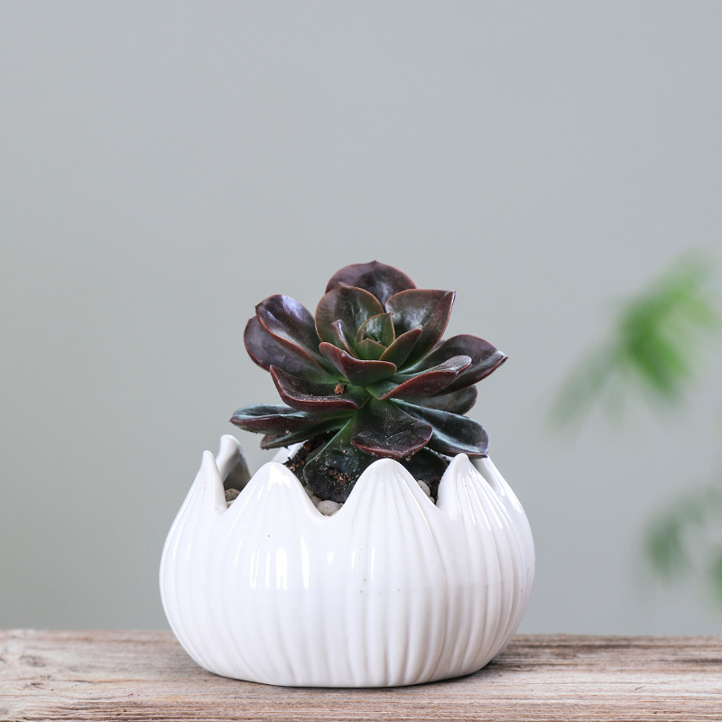 로터스 화이트 (고기 제외)