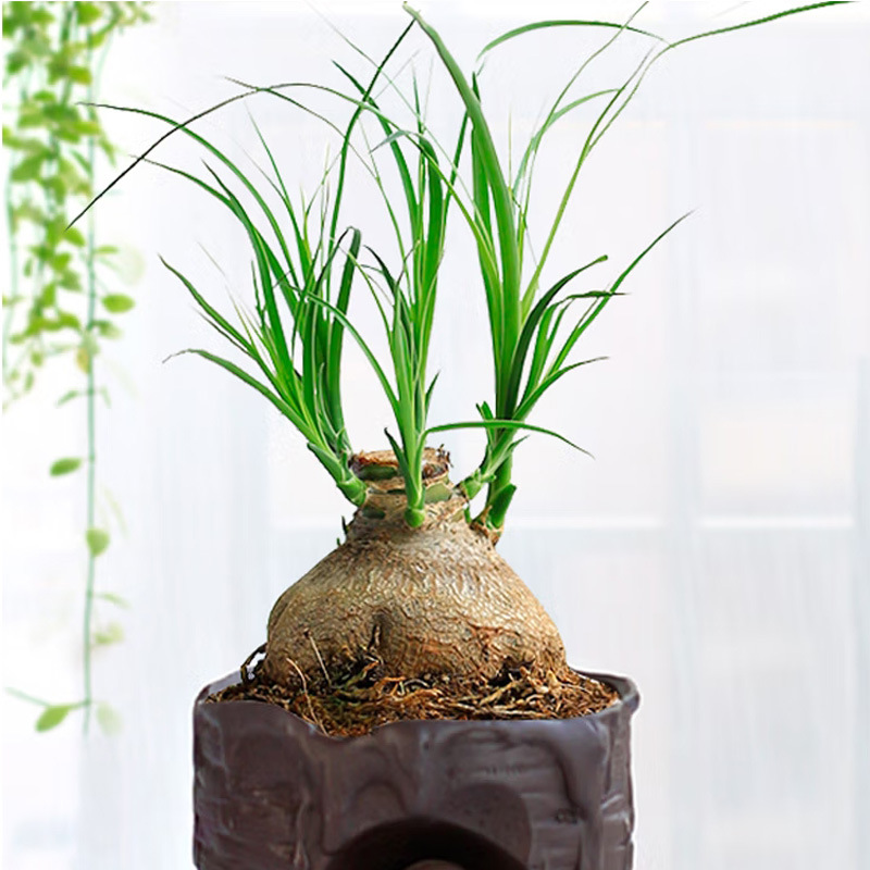 酒瓶兰盆栽桌面趣味绿植盆景耐旱耐寒四季常青懒人好养兰花卉球茎
