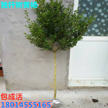 С�~�S����窚�U�S���� ���Թ����S���� �ߗU�S���辰�䘶�ز���