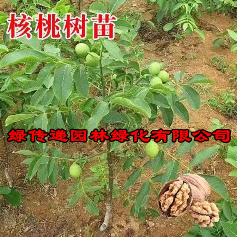 核桃树幼苗嫁接当年结果薄皮文玩特大果苗南方北方地栽庭院大树苗