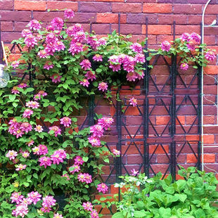 Vine Clematis Utopia Silver Coin Double Flower Seedlings Courtyard Balcony Climbing Plants Heat-Resistant and Cold-Resistant All Year Round Hongzhi