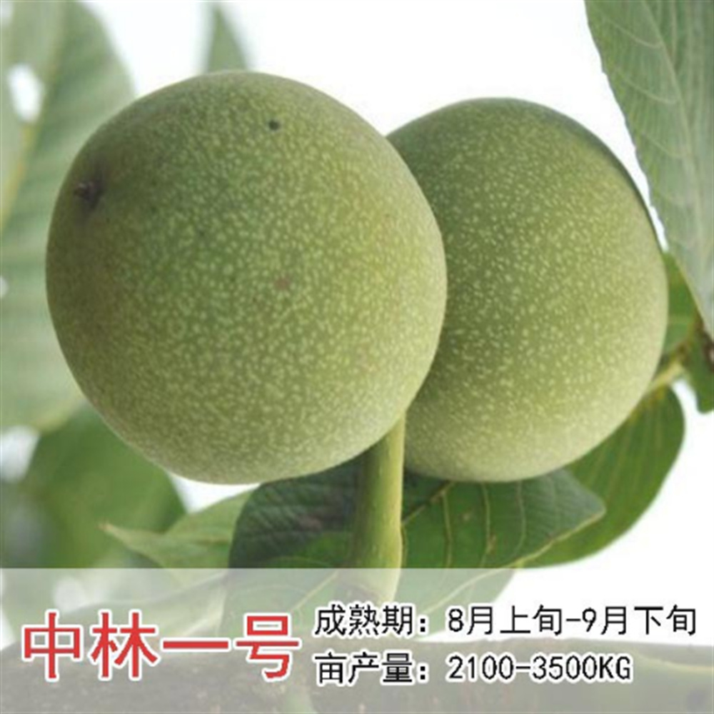 中林鲁光新品种特大核桃苗8518薄皮庭院南北方种植果树苗当年结果