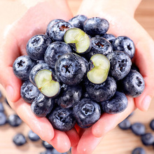 �����x����S��ϻ����{ݮ ���l L25 �������rˮ���{÷��ݮ�r��