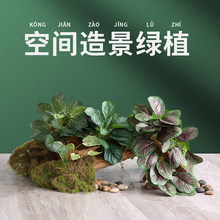 ����Gɫֲ���쾰diyС����o�Ĳ廨��ֲ��[�����ֲ���b���