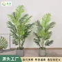 餐厅落地盆栽植物散尾葵