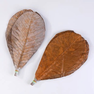 Dried Pu Ye Pu Ye Sashimi Sushi Shaped Barbecue Plate Japanese Cuisine Artistic Conception Decorative Barbecue Pad Danish Leaf