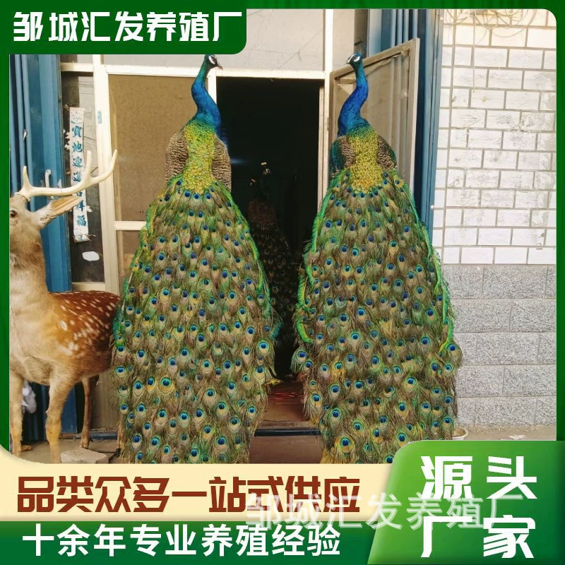 Изготовление образцов павлина для изготовления образцов синего павлина для продажи оптом, декоративные поделки в живописных местах