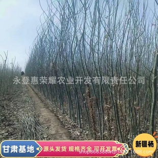 �r�������½������ �y�З���l�G���е���ش��� �½���С����ľ