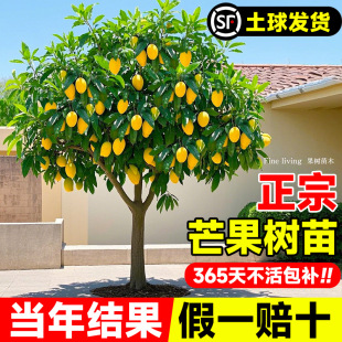 â���������â�ļ�â�ش�޽Ә���ͥԺ���Ե����ϱ����Nֲ