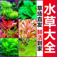 �~��ˮ��ֲ��������������쾰�ײ�������ذ�����Ī˹����ˮ��
