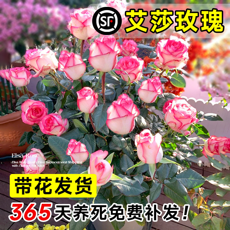 Elsa Rose Flower Seedlings, Rose Shrubs, Large Potted Plants for Indoor Use, Bloom All Year Round, Multi-Flowered, Extra-Large Elsa Seedlings with Strong Fragrance Elsa Rose Flower Seedlings, Rose Shrubs, Large Potted Plants for Indoor Use, Bloom All Year Round, Multi-Flowered, Extra-Large Elsa Seedlings with Strong Fragrance
