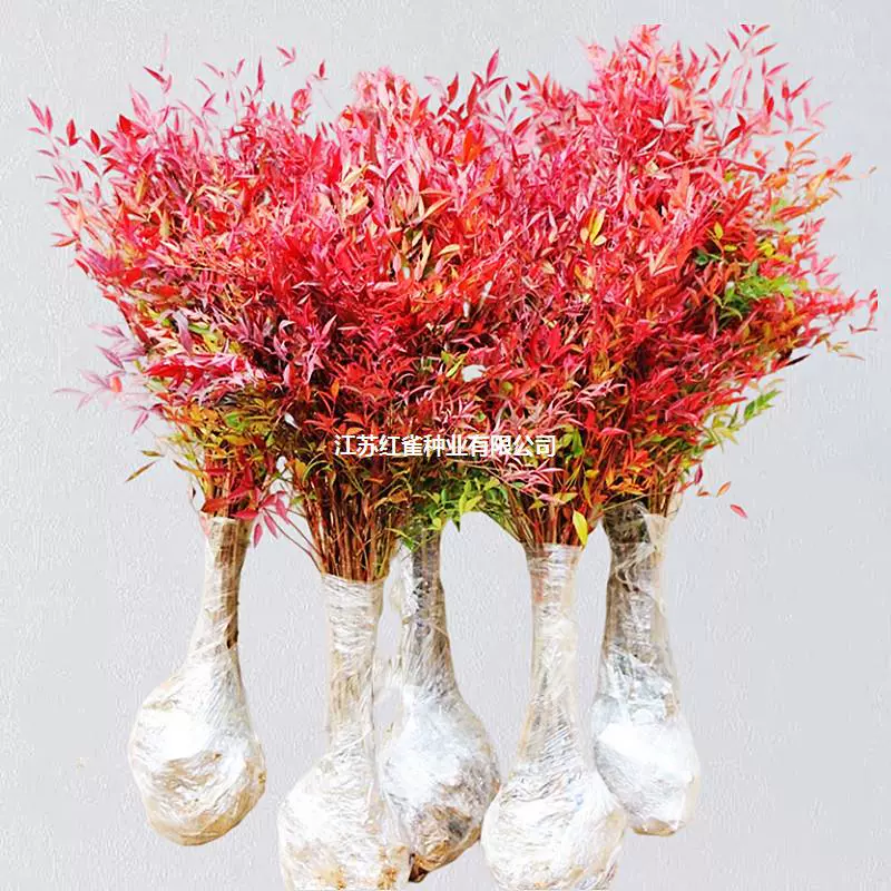 Flame Nantianthus бамбук саженцы горшечные водные культуры растения Комнатные цветы зеленые растения двор листва морозостойкий старый ворс бонсай