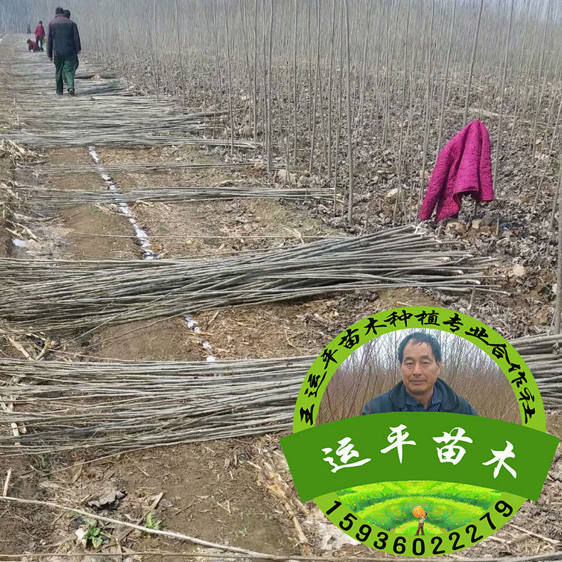 杨树苗种条批发 中林46杨树苗种条价格 河南中林46速生杨树苗种条