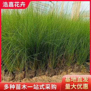 Thin-Stemmed Needle-Feather Grass Amphibious Seedlings Potted Seasonal Grass Flower Nutrition Cup Seedlings Thin-Stemmed Needle-Feather Grass