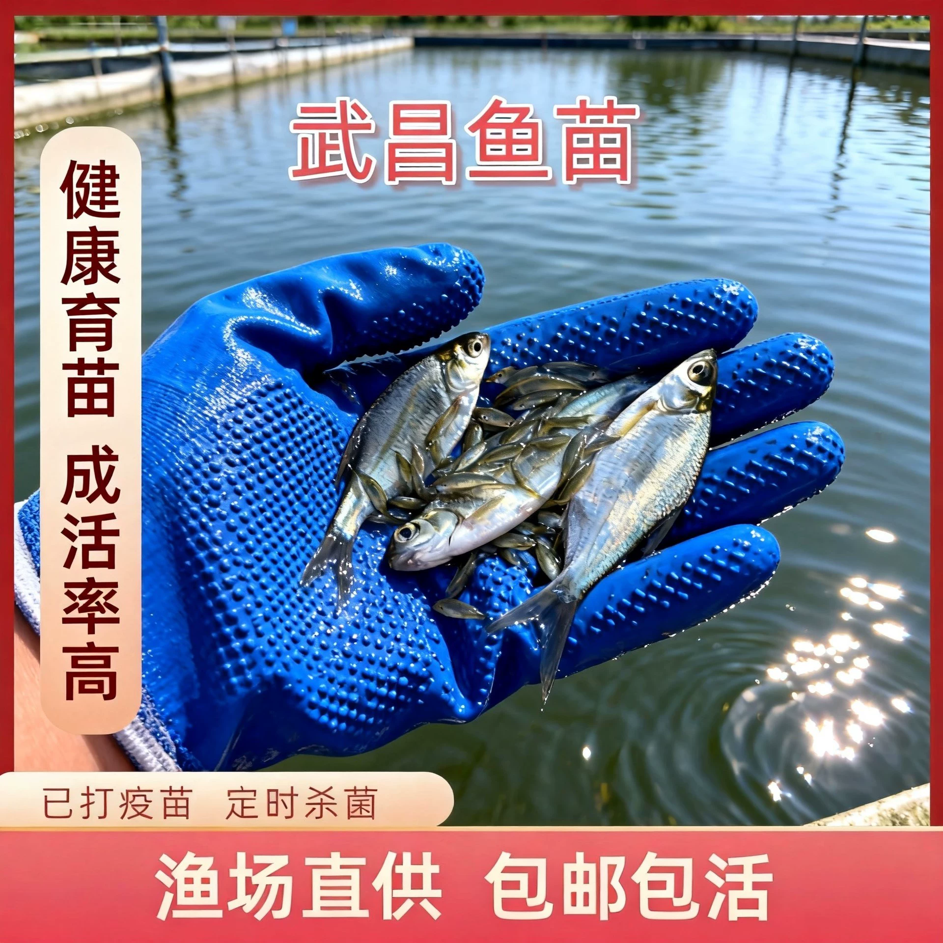 Wuchang Wuchang fish fry bream breeding edible extra large freshwater triangle head bream fresh wholesale free shipping