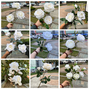 �¿��ɫ����õ�廨���Q�S�� ��ɫ��֦���^õ�� ��Yܛ�b�ٻ����l